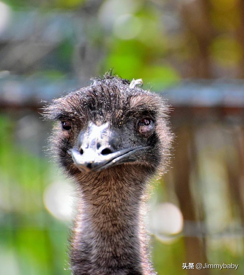 世界国鸟传奇:澳大利亚(australia)鸸鹋