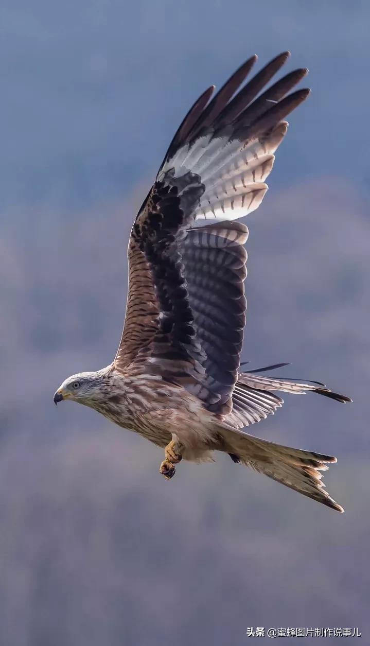 雄鹰高空飞翔图片