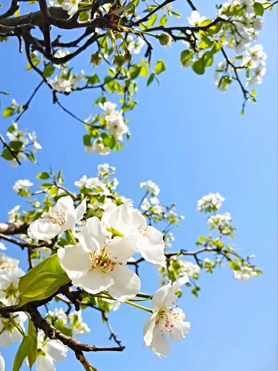 桃花先开还是梨花先开（春风绽百花各种花开放的顺序）