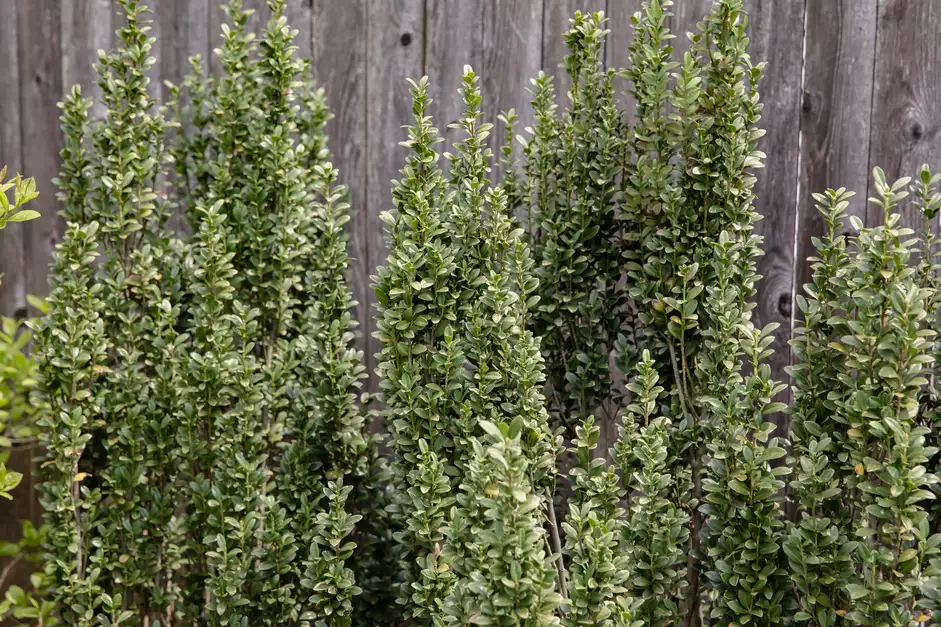 40种适合庭院花园的常见灌木植物，你认识它们吗？