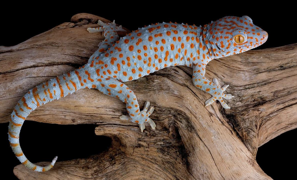 壁虎是蜥蜴目壁虎科动物的总称,比起"五毒"其他几个成员,壁虎其实长得