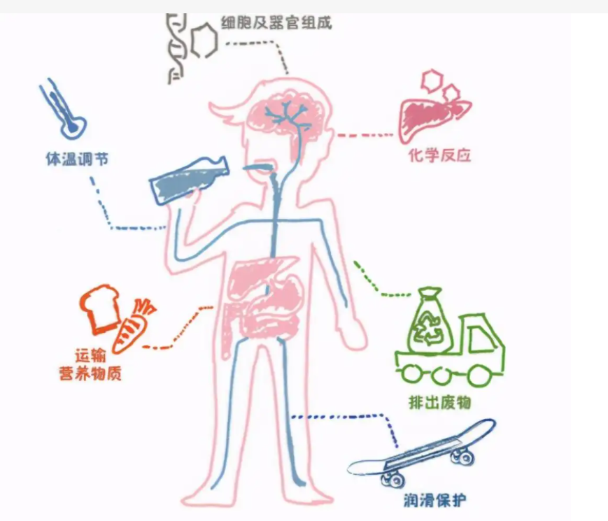 人体喝水经过器官流程图片