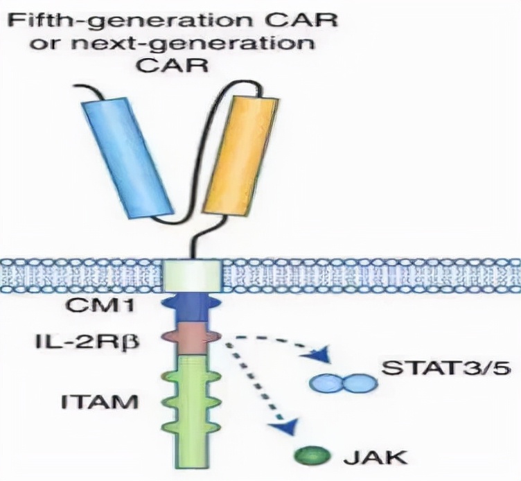 CAR-T 的前世今生：细胞免疫疗法开启抗癌新征程