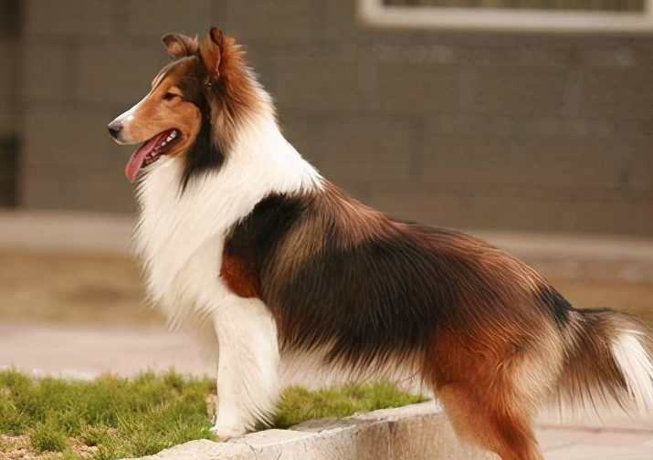 大型犬有哪些「超大型犬」-友友