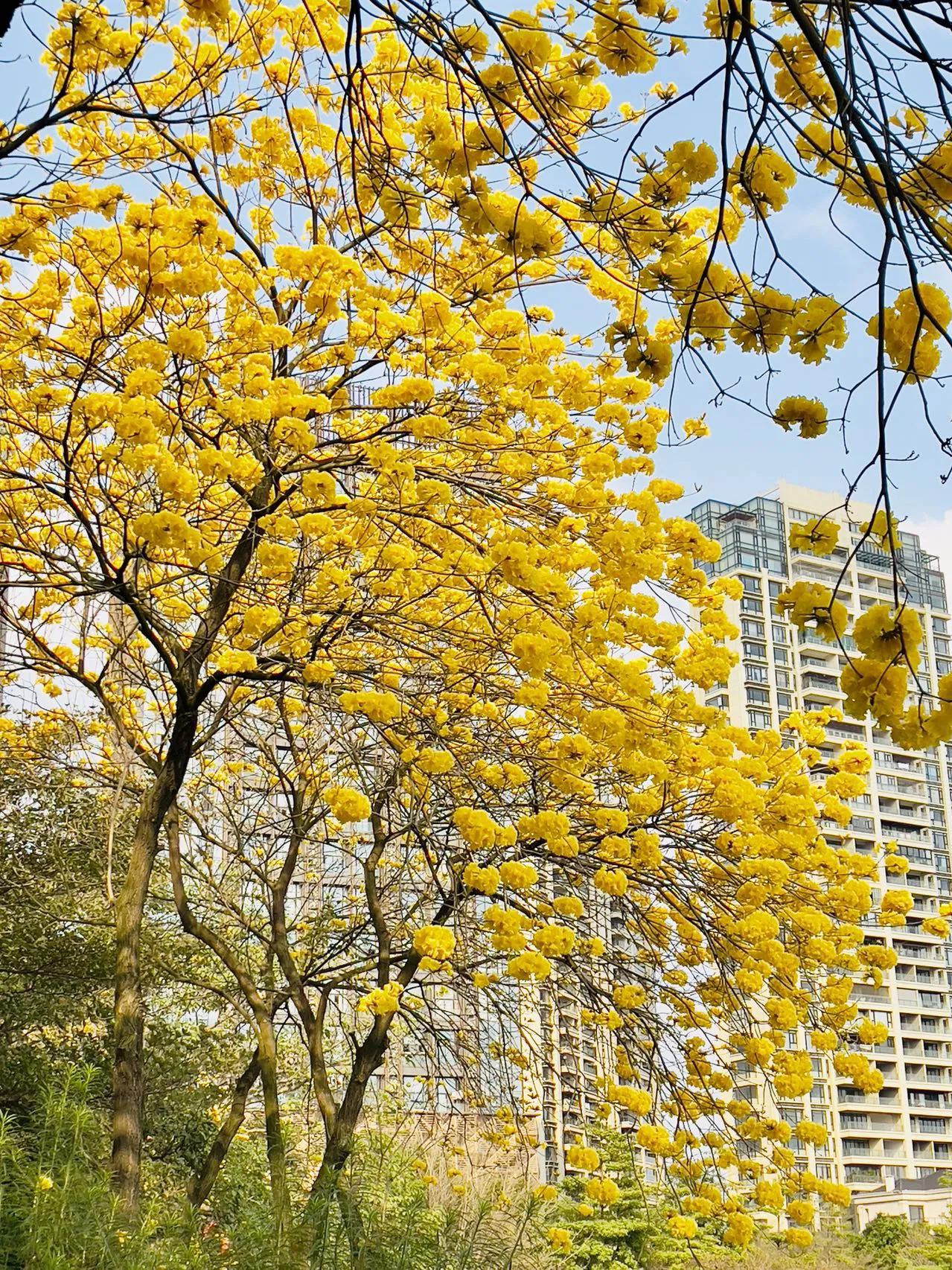 远方的风铃花