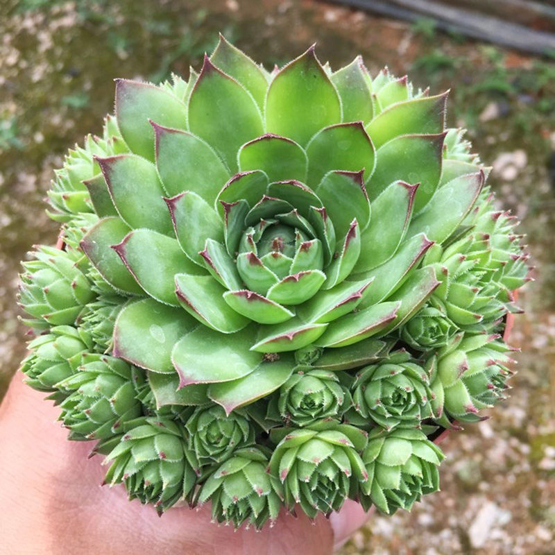 多肉植物资料（100种常见多肉植物图鉴）