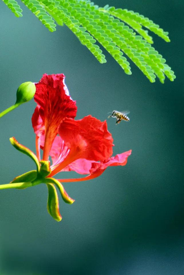 与花儿为伴，令人心情舒畅，愿你身旁永远鲜花盛开