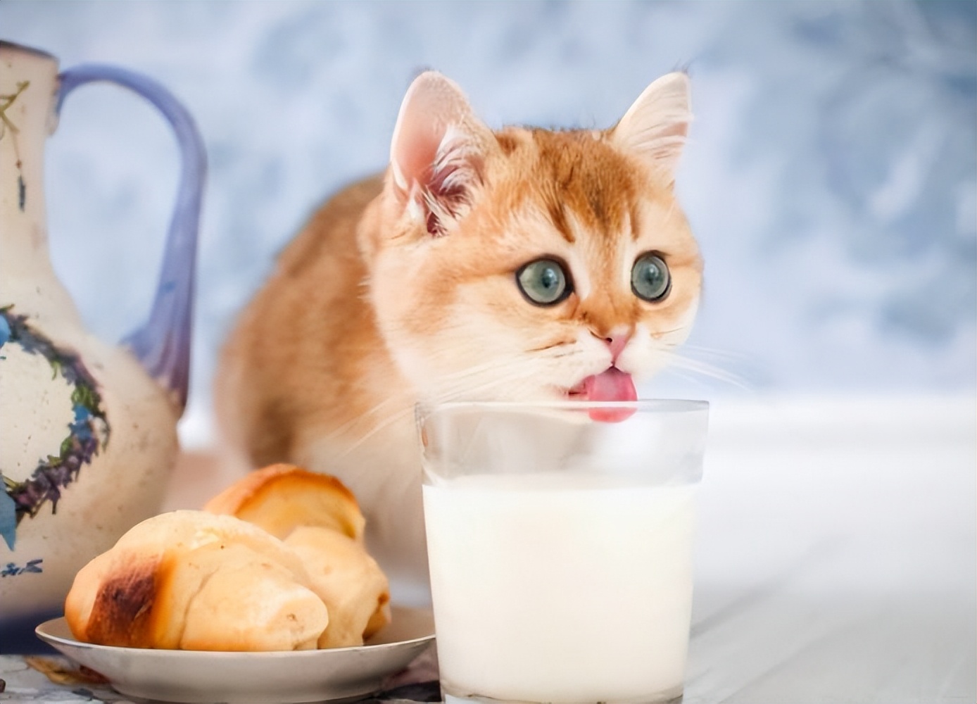 错了,附上改善猫咪饮食的技巧