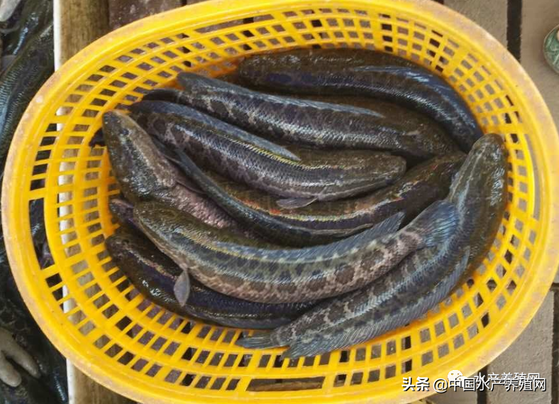 徐州水产市场今日鱼价「徐州水产市场在哪里」