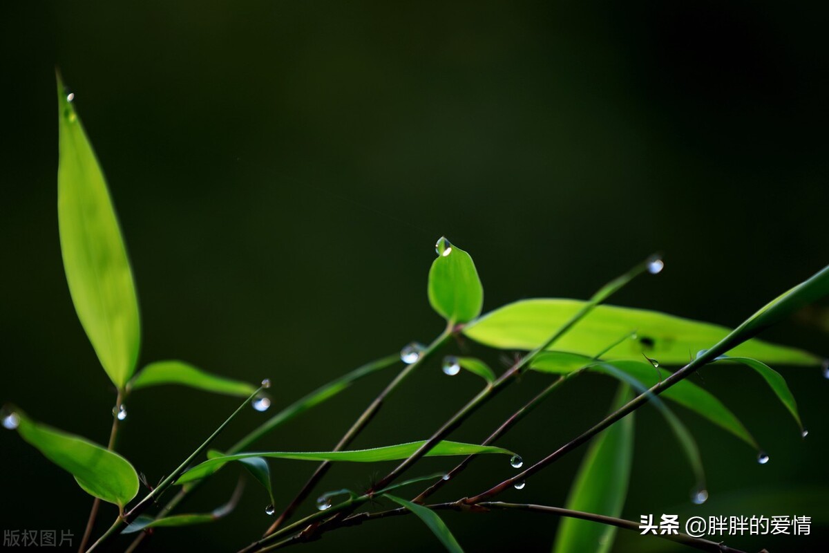 既不回头，何必不忘；既然无缘，何须誓言；人能够不完美但要追求