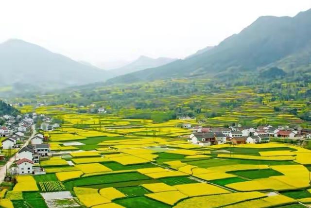 一生必去6个热门油菜花景区，这份出行干货攻略：记得收藏好