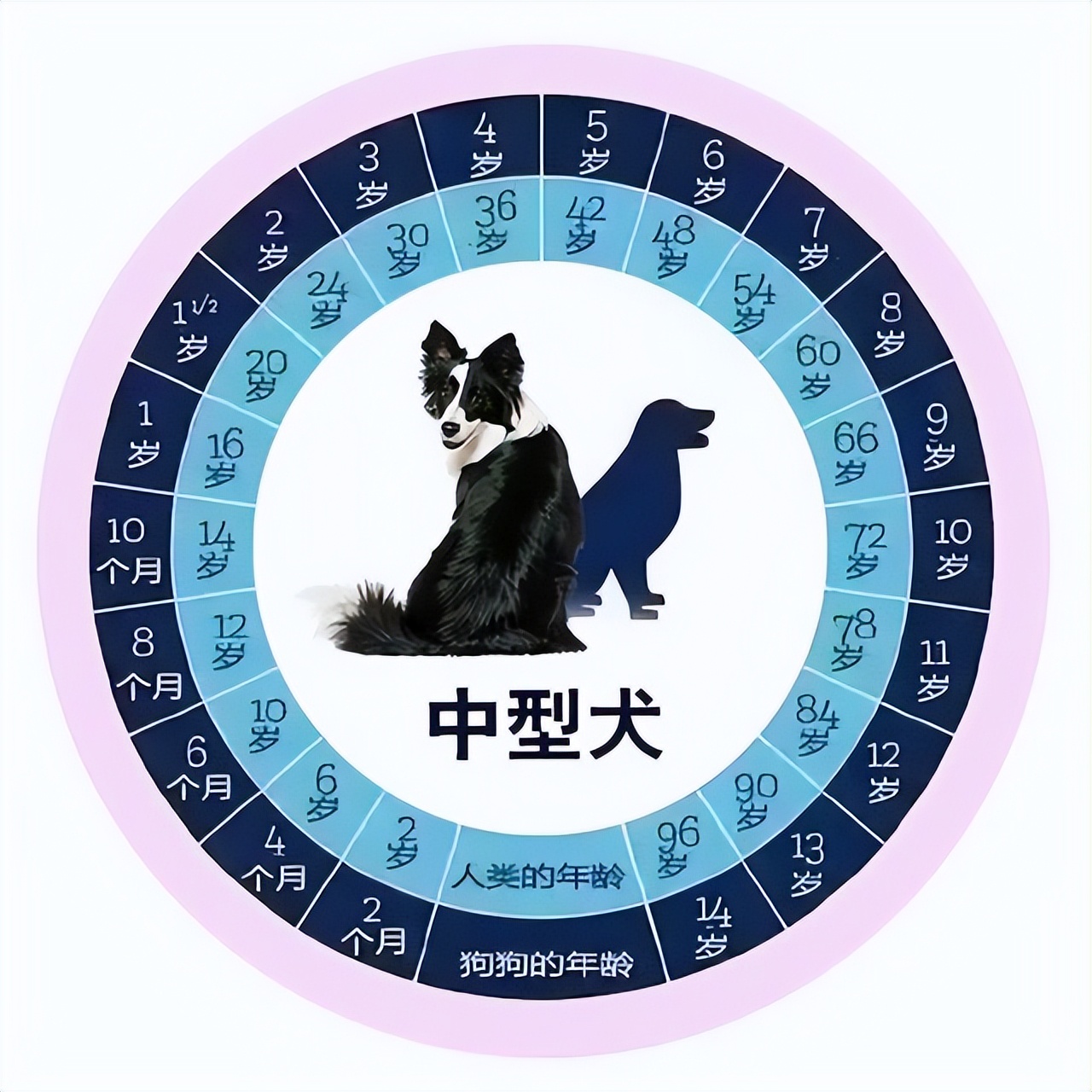 狗狗1岁=人7岁？那你大错特错了，附上最新的年龄换算表