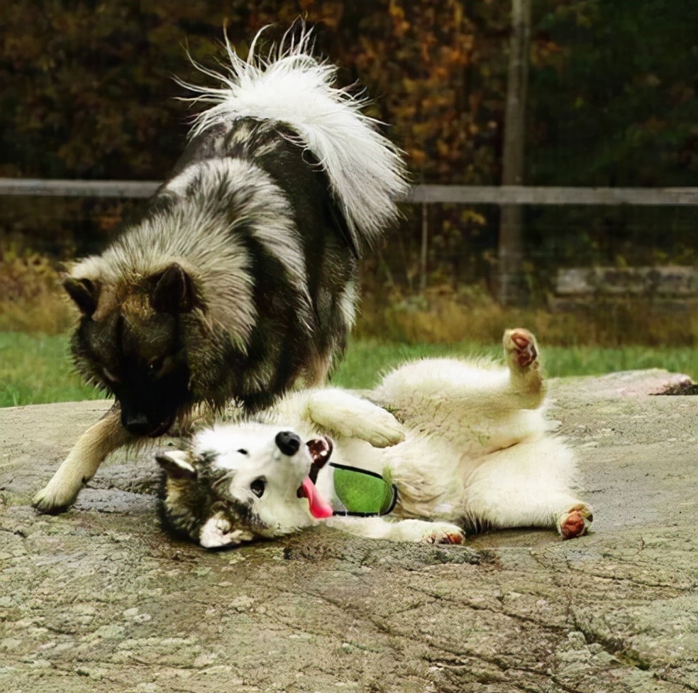 阿拉斯加犬——一种被称为“狗界小公举”的狗狗