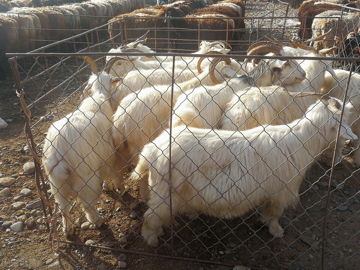 4元一山东莱阳:120斤左右的杜寒串公17元一斤,母16元一斤,淘汰母13