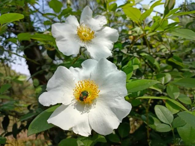 金樱子:不单是乡间野果,和肾的关系很密切!帮你总结了它的价值