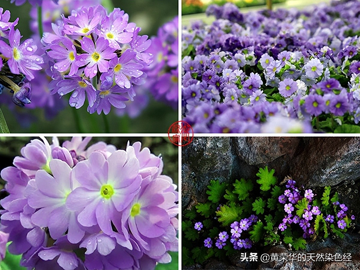 中国传统色彩 樱草紫 天天看点