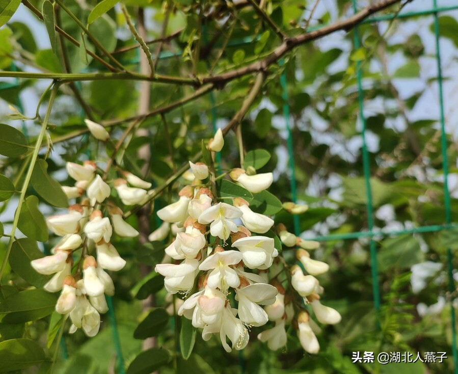 开春十大野菜图片（开春十大野菜图片高清）-第13张图片-科灵网