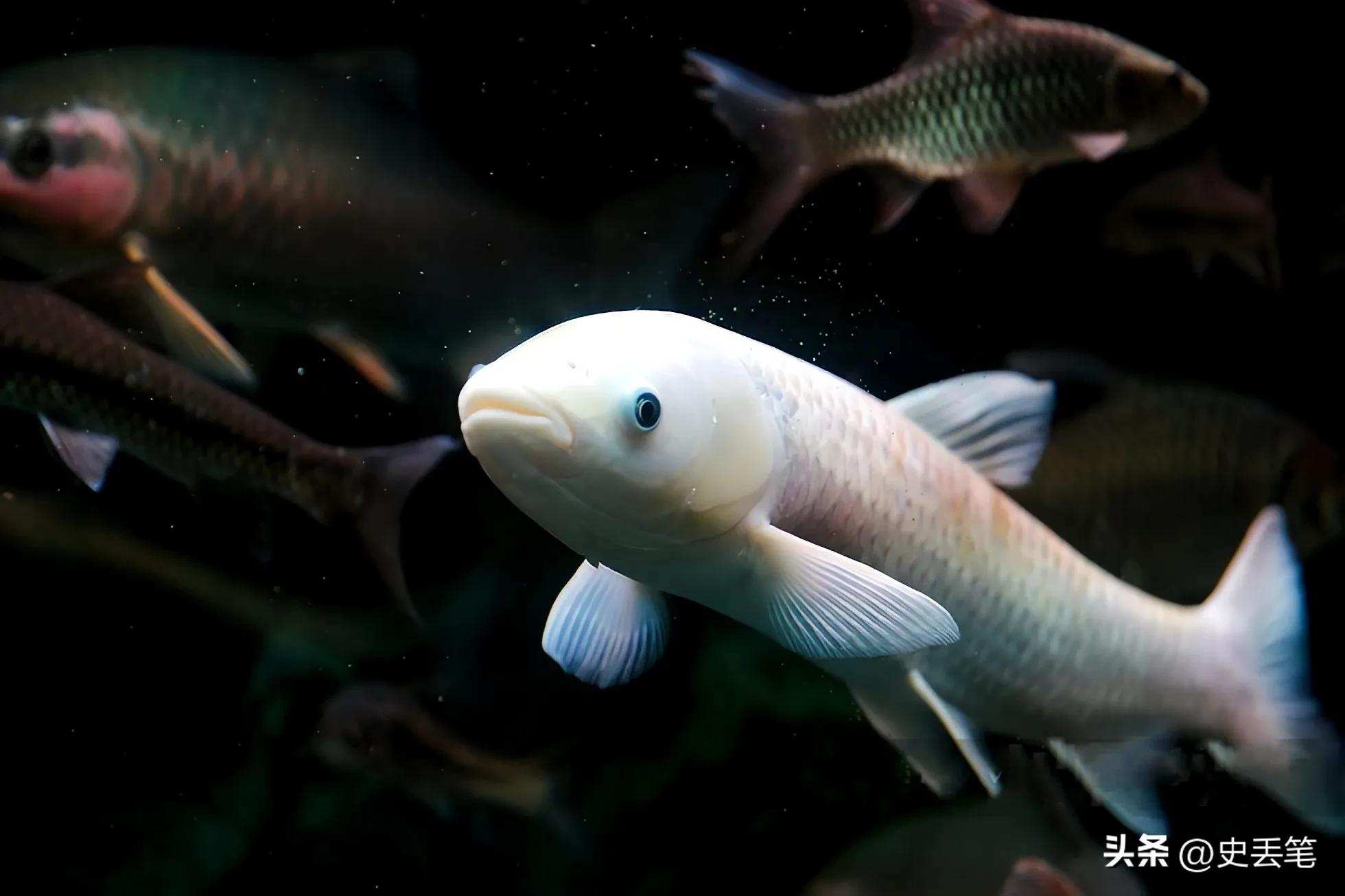 2020年他花1800元买下一条红眼怪鱼,结果2年后出价2.7万都不肯卖