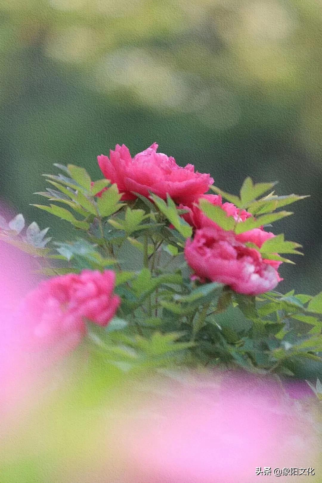 诗词/摄影欣赏：《国粹》《朱顶红》《待到山花烂漫时》「281」