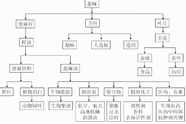 蓖麻剧毒，常被用于暗杀，但为什么小时候很多人食用了却没事？