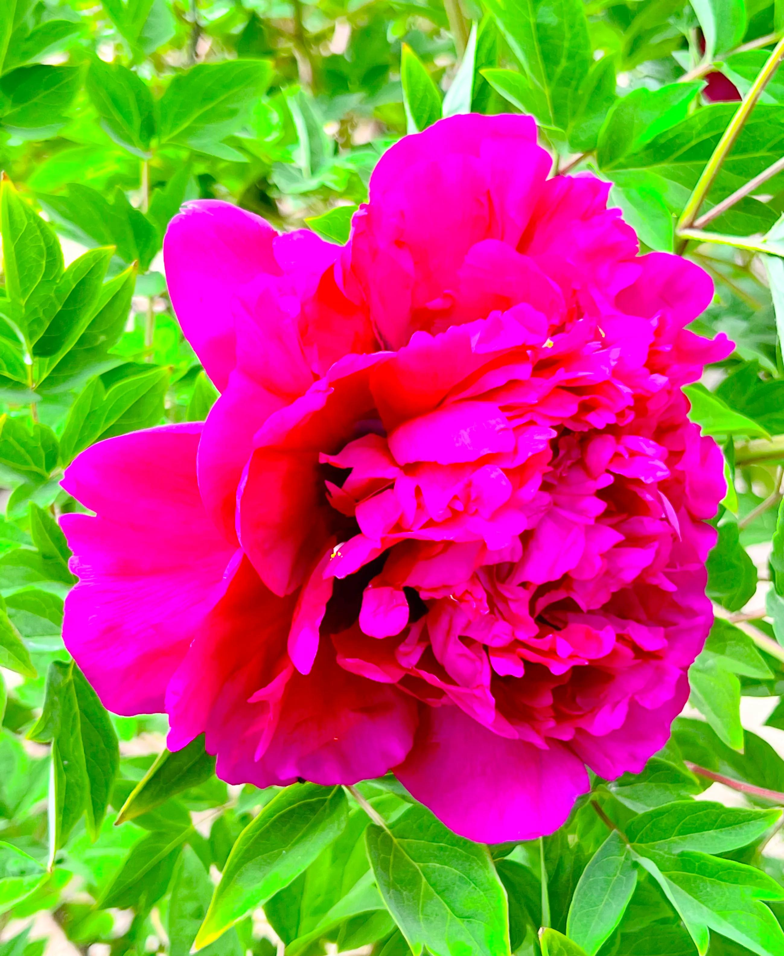 牡丹一如花香浓,朵朵怒放醉春风,花不醉人人艳羡