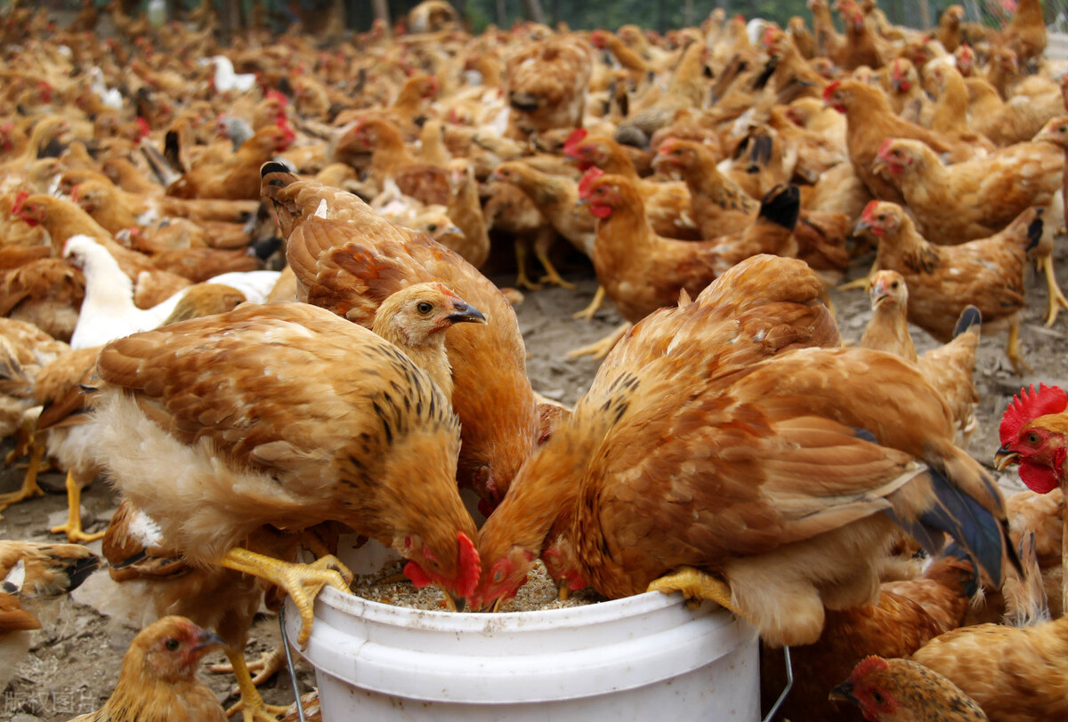 在农村散养200只土鸡,一年的利润是多少,今天我们来算笔账