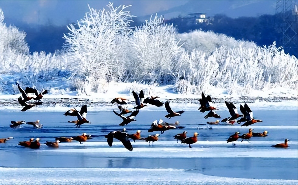 冬天的日本旅游景点（你知道，东北的冬天哪些地方最好玩吗？）