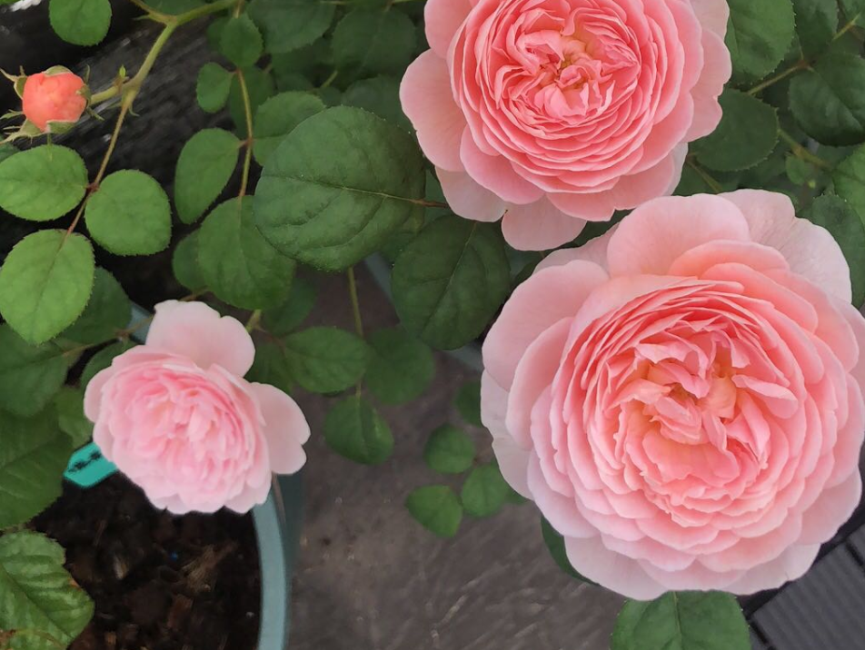 瑞典女王月季優缺點（家庭養月季選瑞典女王，花香濃，蟲害少，種植一次年年有花賞）