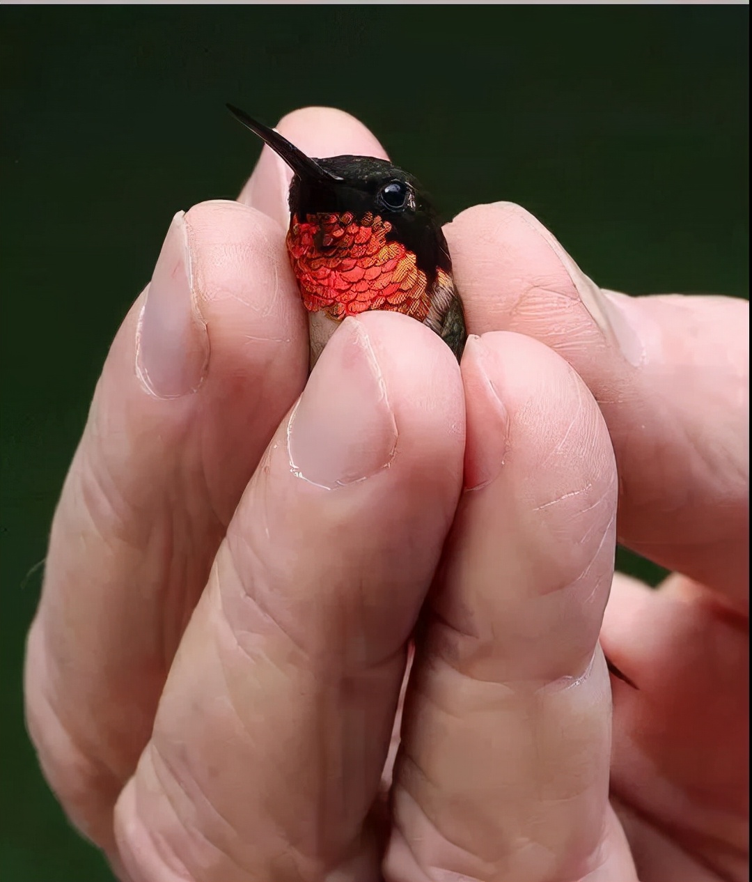 100多种怪鸟,千奇百怪,你见过几种?