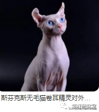 美短猫多少钱一只(买猫防坑指南3：猫的价格规律，和三十种常见品种猫的合理价格)