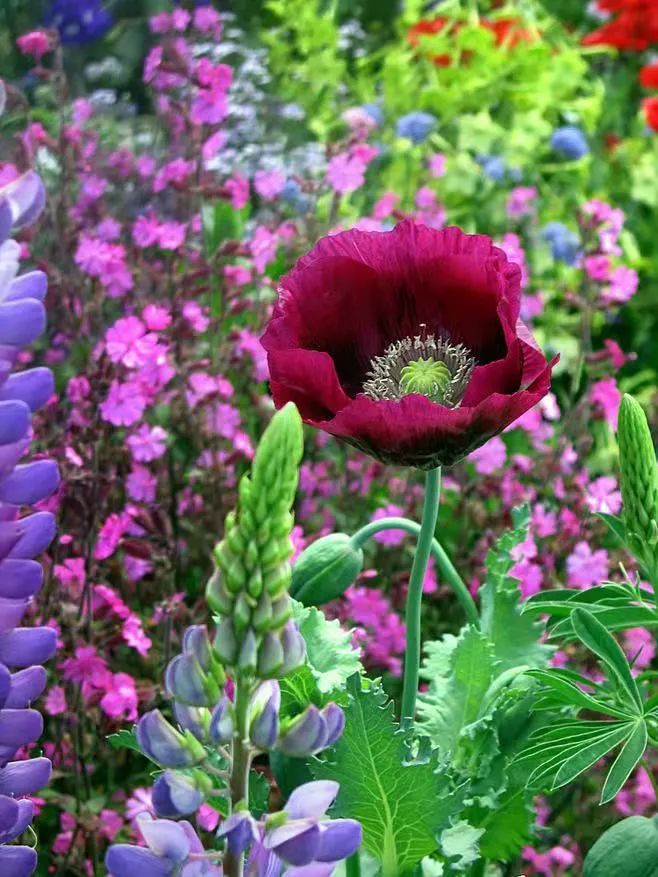 罂粟花图片 罂栗花图片集-伙伴百科