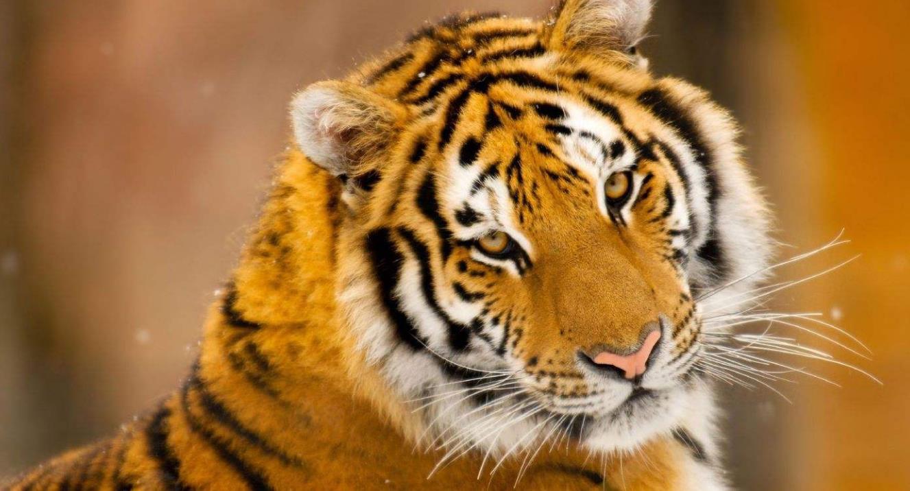 属虎好不好(女生属虎好不好)