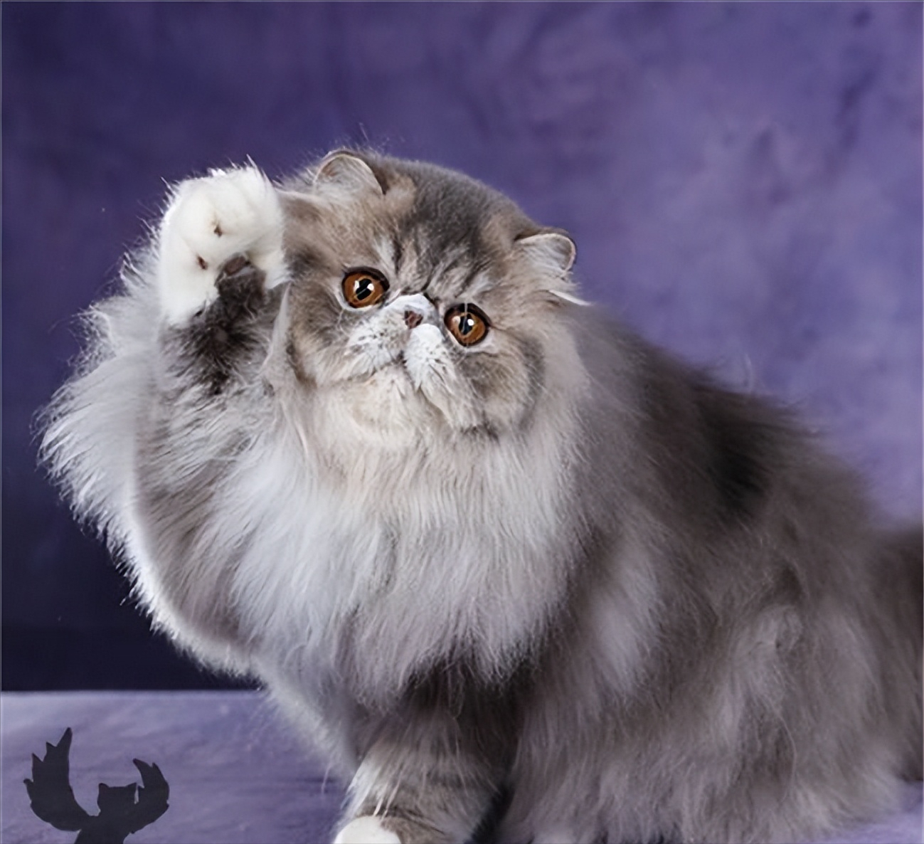波斯猫多少钱一只 布偶猫正常价格多少-千百号