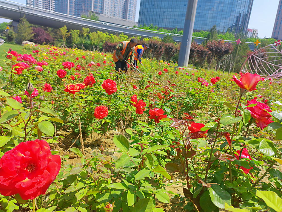 图话丨 邂逅浪漫！太原滨河路月季怒放成花海