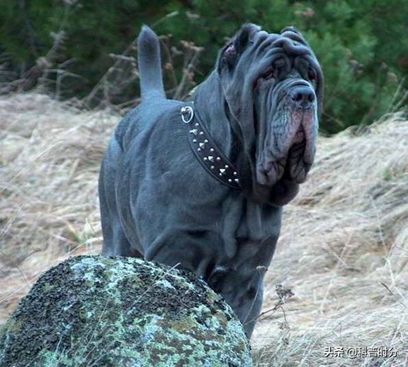 法国波尔多犬(世界上凶猛的十种狗，日本土佐犬上榜，藏獒排名第二)