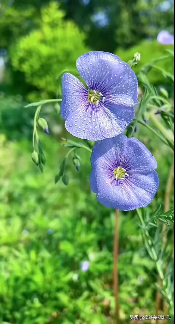 人生就是一场百花盛宴，读你千遍也不厌倦