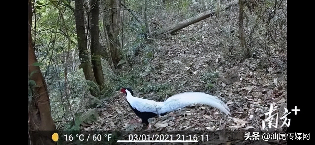 一起来看汕尾生物及生态之美