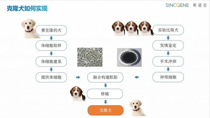 抛开争议客观来看(自私还是延续爱？Instagram 主克隆宠物惹争议)