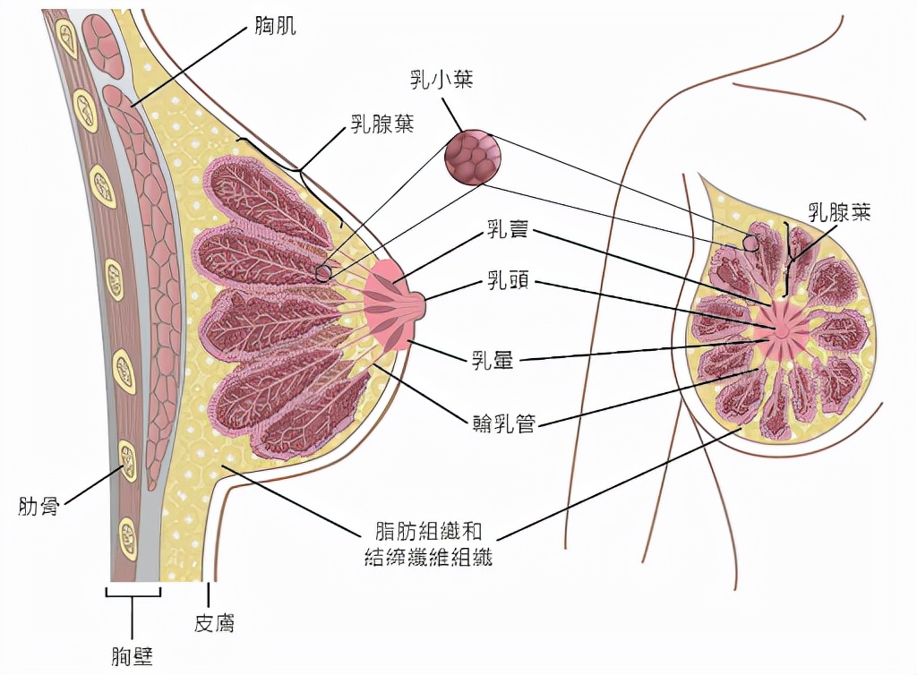 c罩杯是啥概念(东亚女性胸部偏小真的是基因所致?