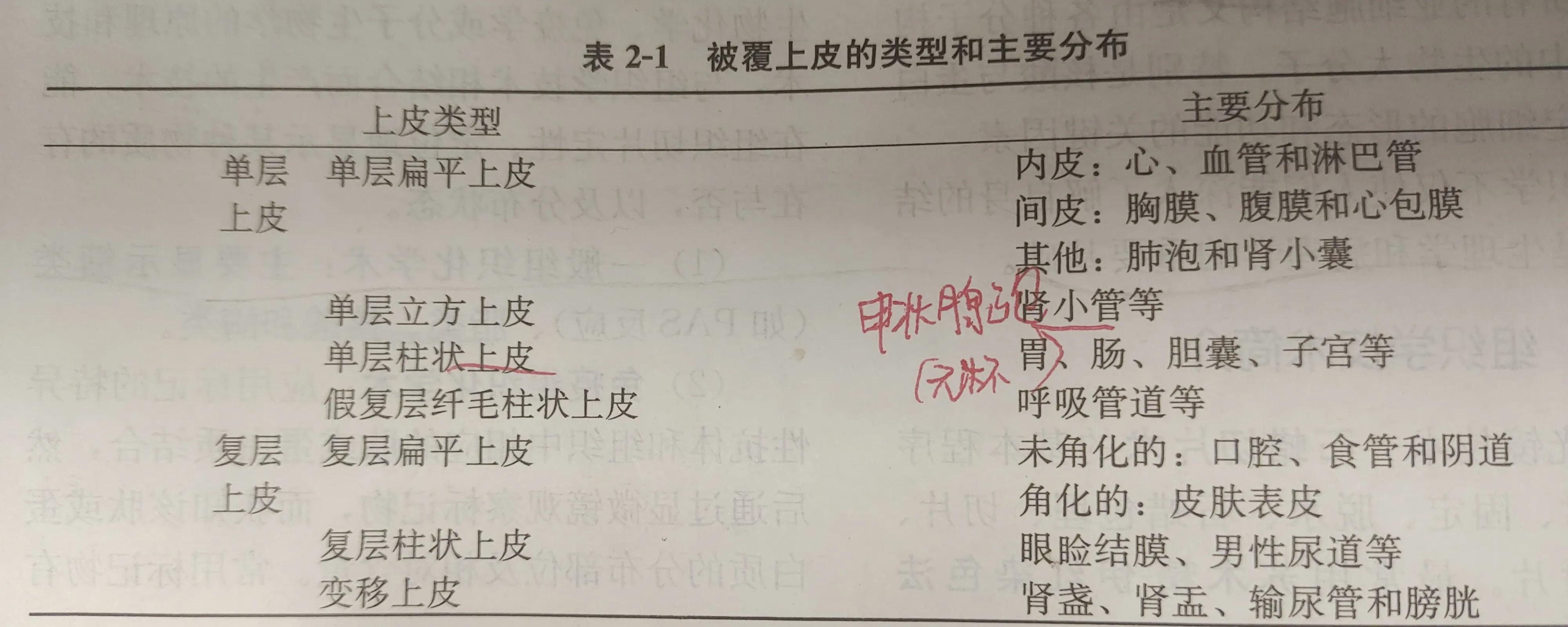 大一组胚期末记这些知识点，全是重点！（一）