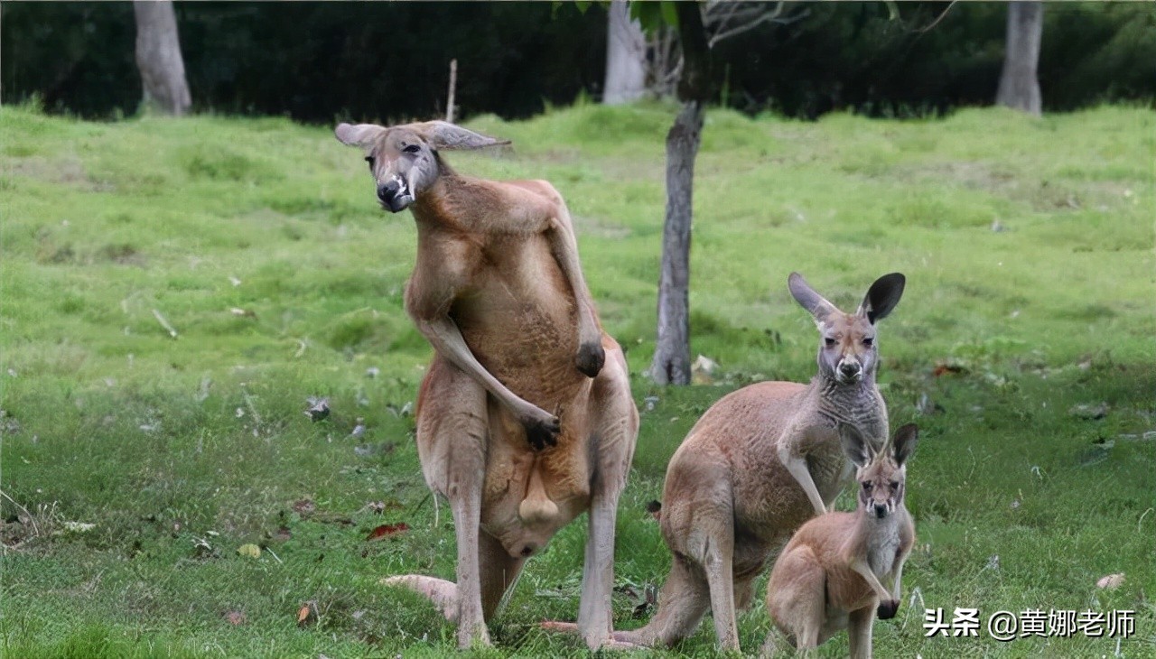 素食动物性格温和?吃素的袋鼠,可长着一身腱子肉,还特别好斗