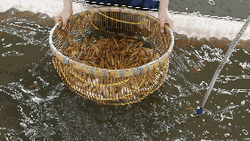 鱼儿筛小留大的工具——鱼筛：一个古老而又很有生机的传统方法