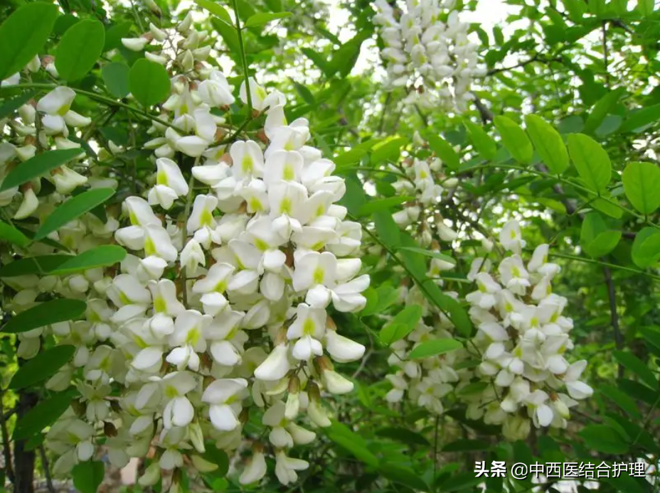 「中食科普」 5月路上到有的一菜，清血、防中