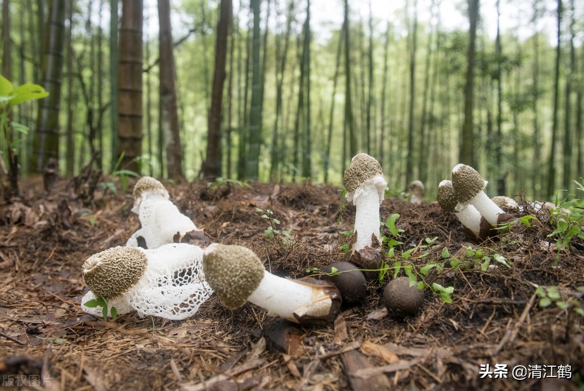 温湿度才是决定竹荪菌产量的最重要最关键的因素.