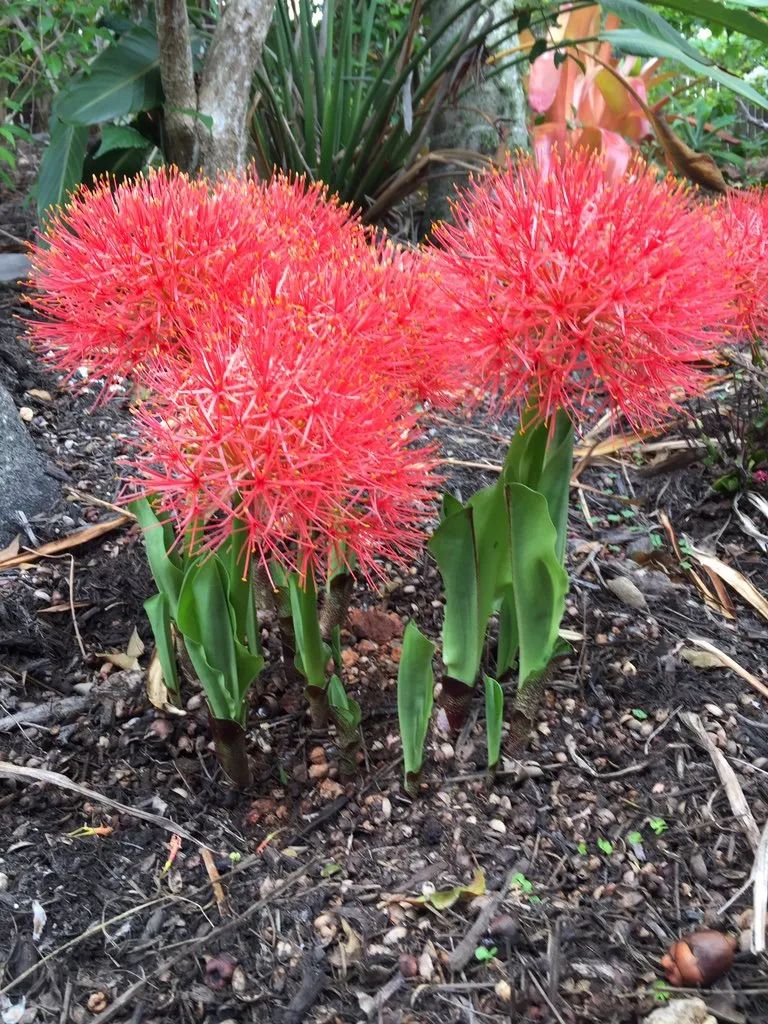 网球花株高(适合两广栽种的网球花，花朵比大花葱还艳丽，北方可养成盆栽)