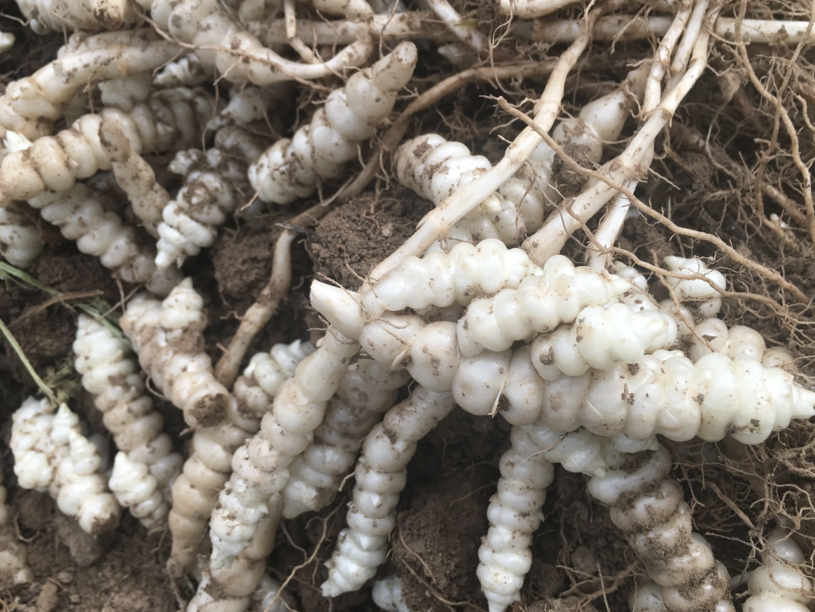 宝塔菜的图片(螺丝宝塔菜的图片)