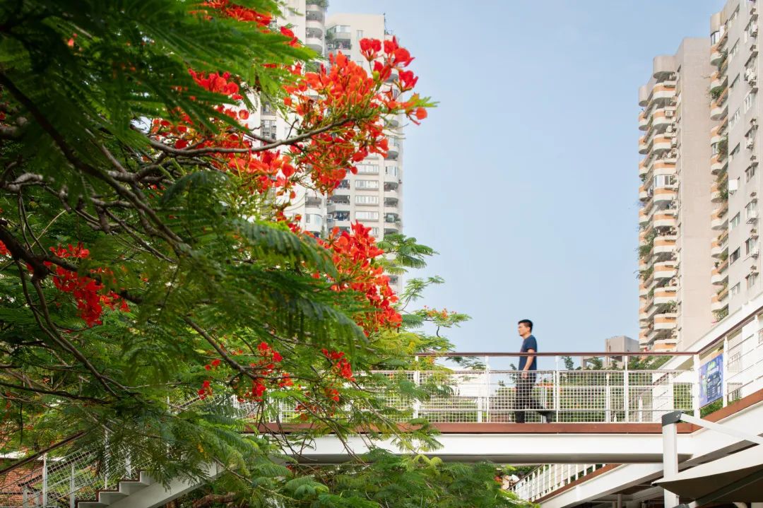 深圳华侨城生态广场——凤凰花海见证深圳20余年变迁 / AUBE