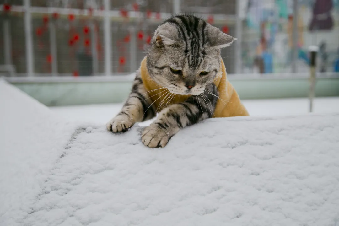 冬季奥运会包括哪些项目(滑雪原来有这么多种？)