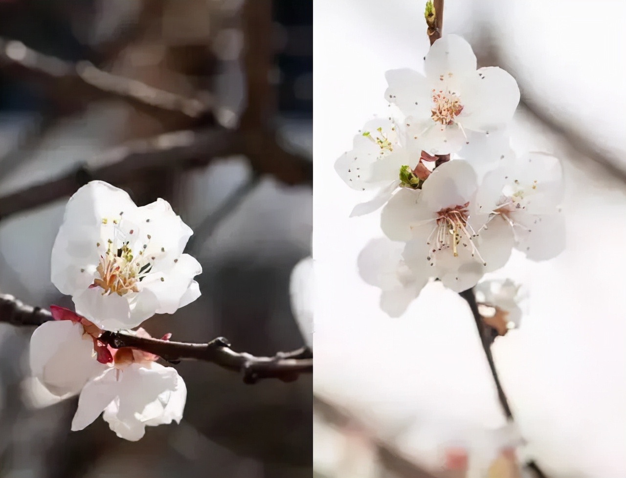 又到了樱梅桃李梨杏海棠……盛开的季节！脸盲吗？看这个