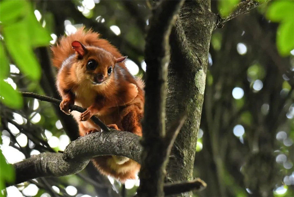 福建天宝岩发现飞虎,长得像树狗,住20米高的树洞,可滑翔60米远
